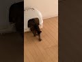 ねこぷる