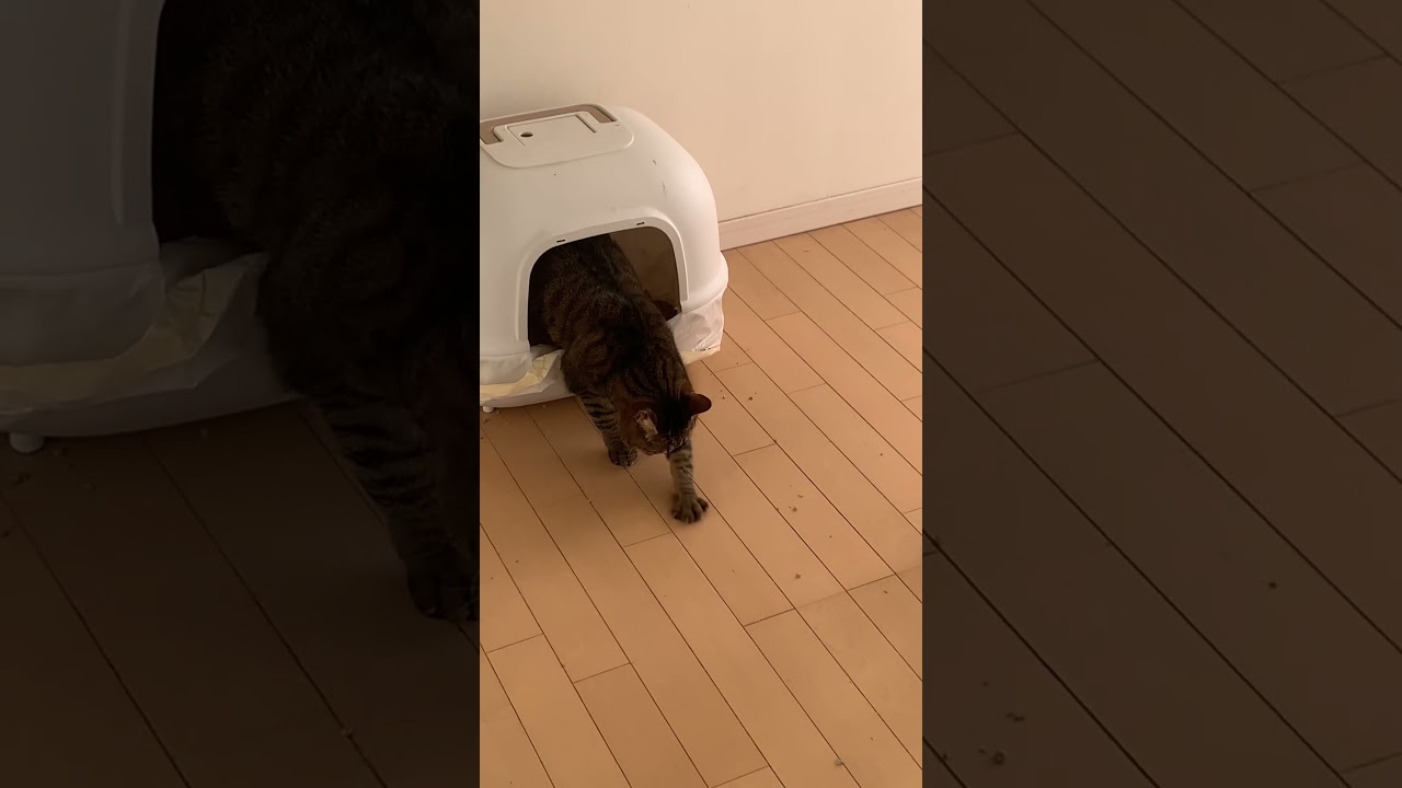 ねこぷる