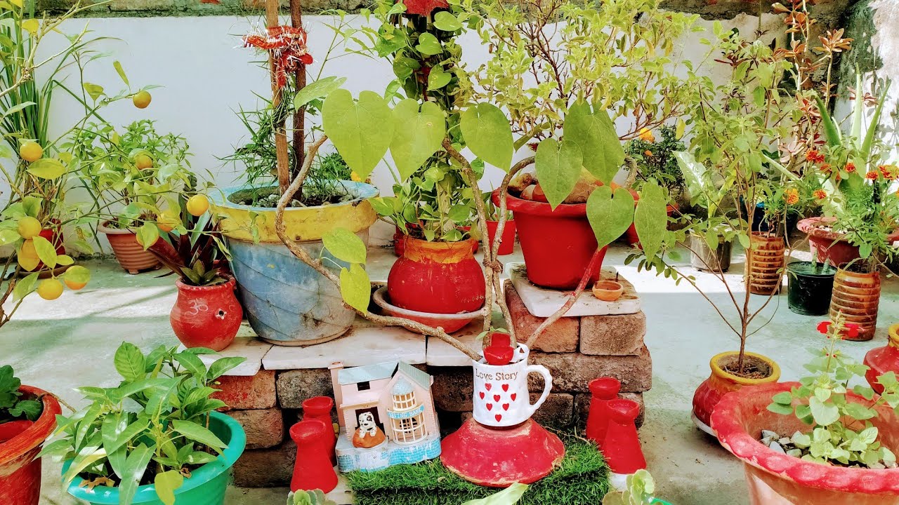 Terrace Gardening Video Overview Video Of My Beautiful Garden, घर में तैयार हुआ गार्डन YouTube