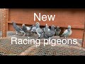 My new racing pigeons-Huyskens Van Riel & Janssens