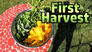 Random Stuff - First Harvest(s), Glow Worm Hunting, Comment Positivity