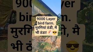 9000 bird layer farm. पहले मुरगियों के लिए फॉगर, अब अपने लिए AC! #layerfarming #poultry