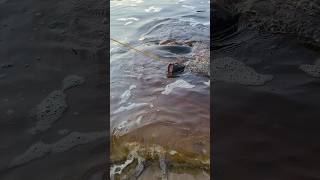 Summer Catfishing