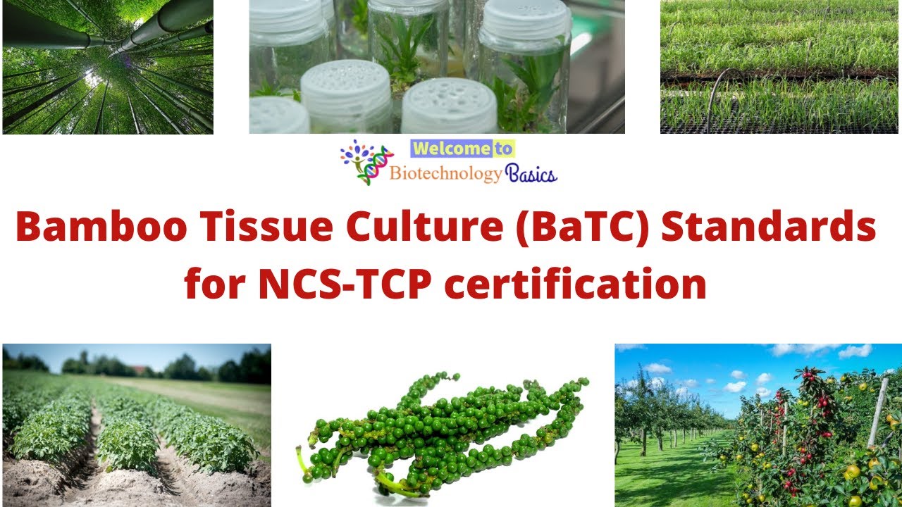 Bamboo Tissue Culture (BaTC) Standards for NCSTCP certification of