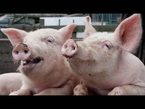 Почему мусульмане и евреи не едят свинину