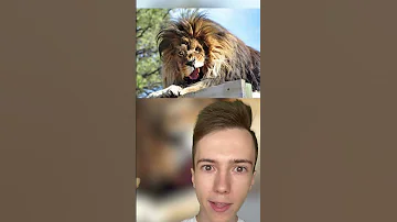 Животные с синдромом дауна