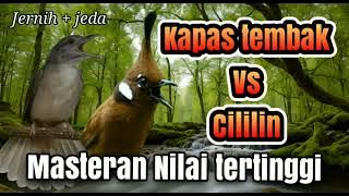 Masteran Kapas tembak vs cililin (JERNIH   JEDA AIR) #viral #youtuber @RawChanel135