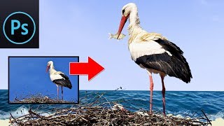 Quick and Easy Bird Photo Manipulation in Photoshop