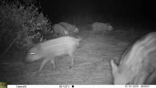 Fototrampeo &quot;trail cam&quot; de piara de jabalíes &quot;wild boar&quot; (sus scrofa) buscando alimento