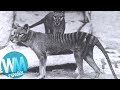 ¡Top 10 Animales Extintos!