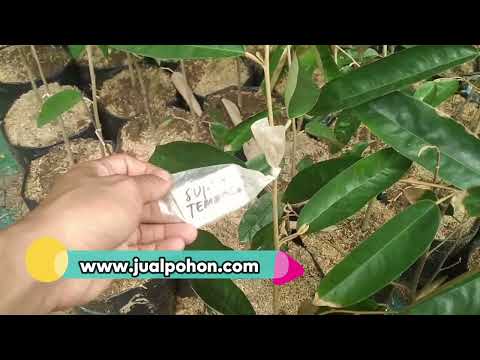 Bibit Tanaman Durian Super Tembaga Stok Banyak