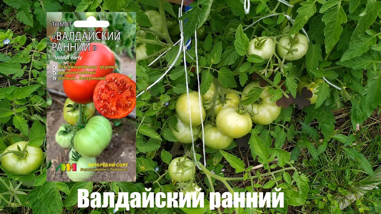 Валдайский ранний - В — сорта томатов - tomat-pomidor.com - отзывы нафоруме