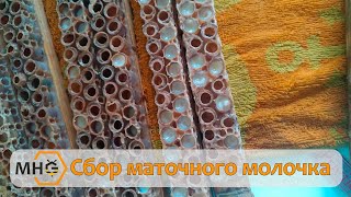 Сбор маточного молочка. Первый опыт.