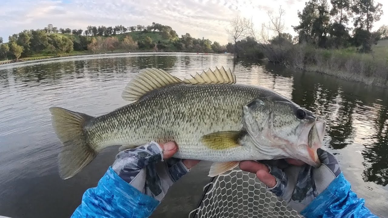 Finally no skunk, Puddingstone Reservoir Thursday Feb. 12, 2026