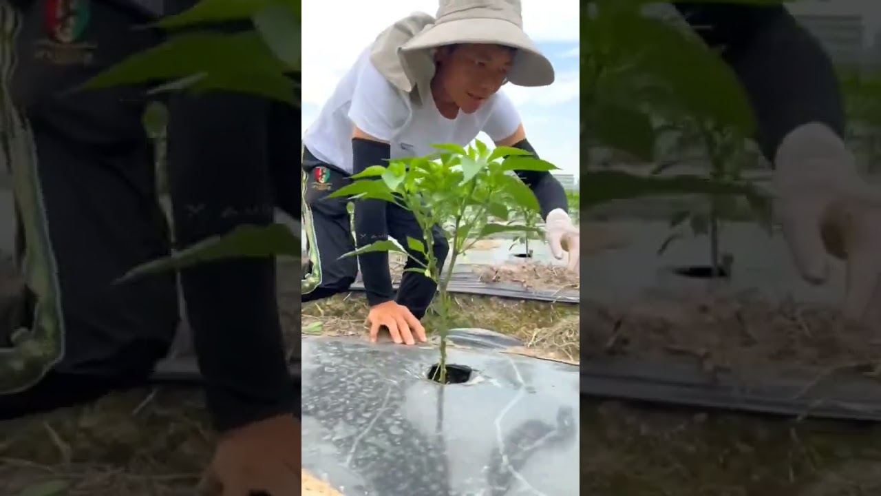 ganito pala sikreto para dumami ang Bunga ng tanin nyong sili #shortvideo