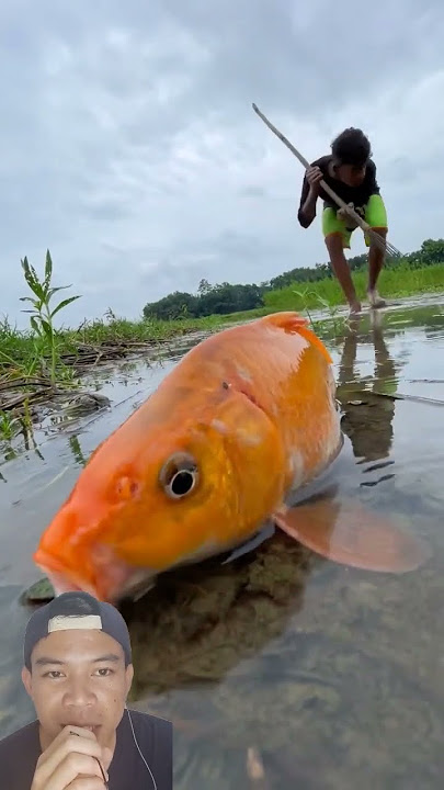 MENANGKAP IKAN MAS #shorts
