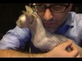 Cat Sounds of a Sphynx