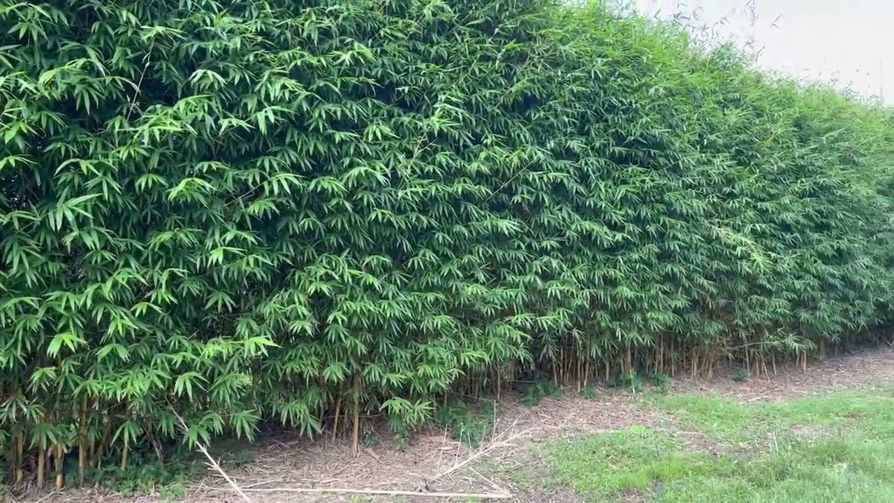 Huge Bamboo Hedges Makes an Incredible Living Screen 