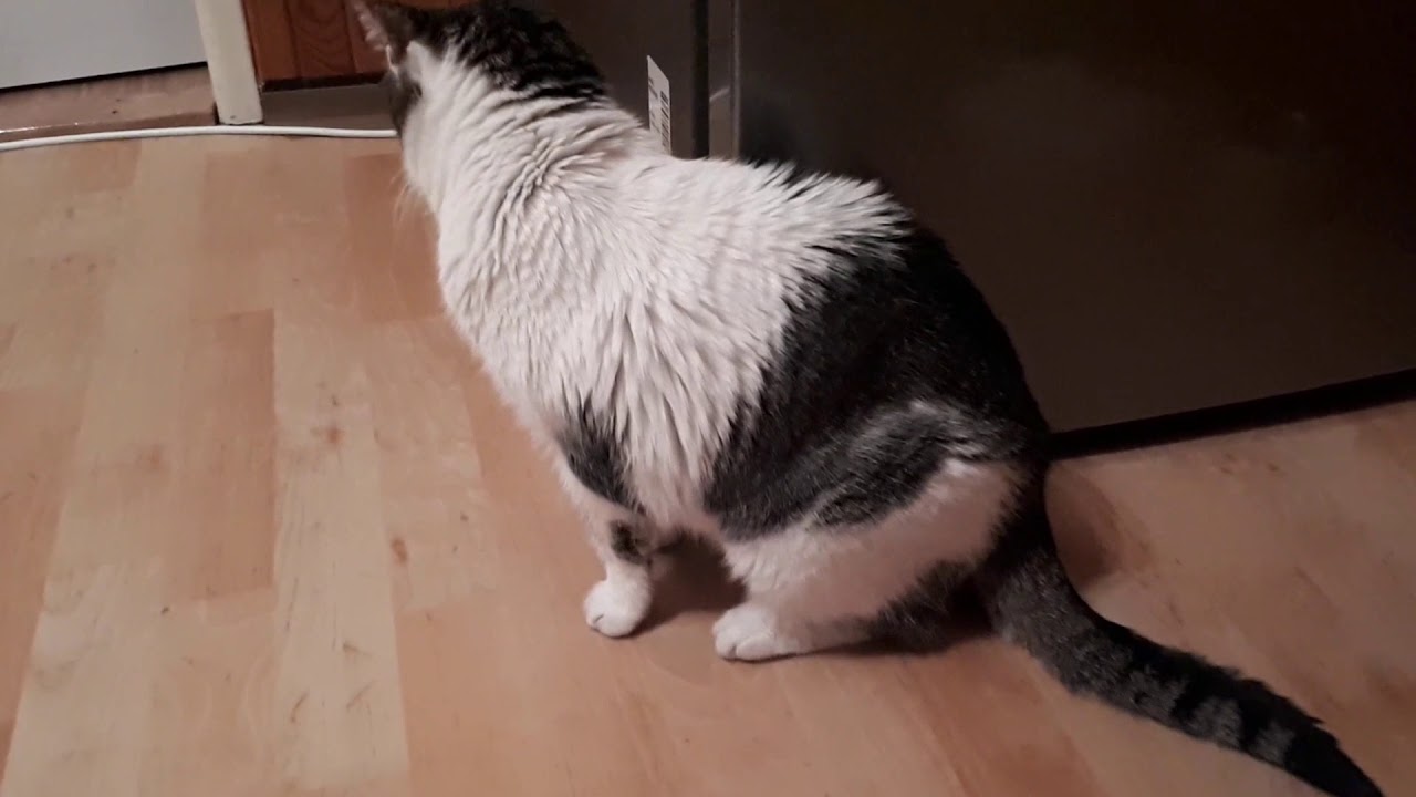Cat after surgery 