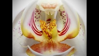 Watch Orchid Blooming 10.000 Times Faster Than At Home