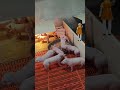 Amazing Piggies 1,2,3, Freeze!#pigfarming #pig #pigfeed #freeze #animals