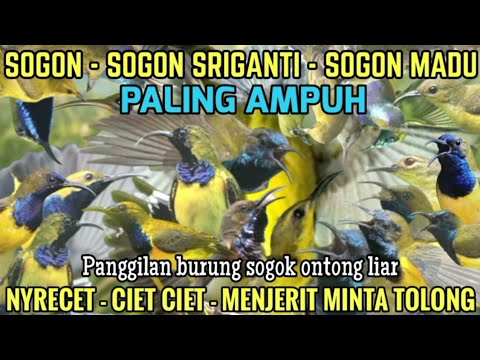 CARA PERAWATAN BURUNG SOGON BAHAN HASIL PIKATAN AGAR CEPAT JINAK, GACOR DAN JUARA DI GANTANGAN