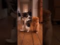 #cat #cats ##catdance #dance