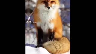 Red Fox edit