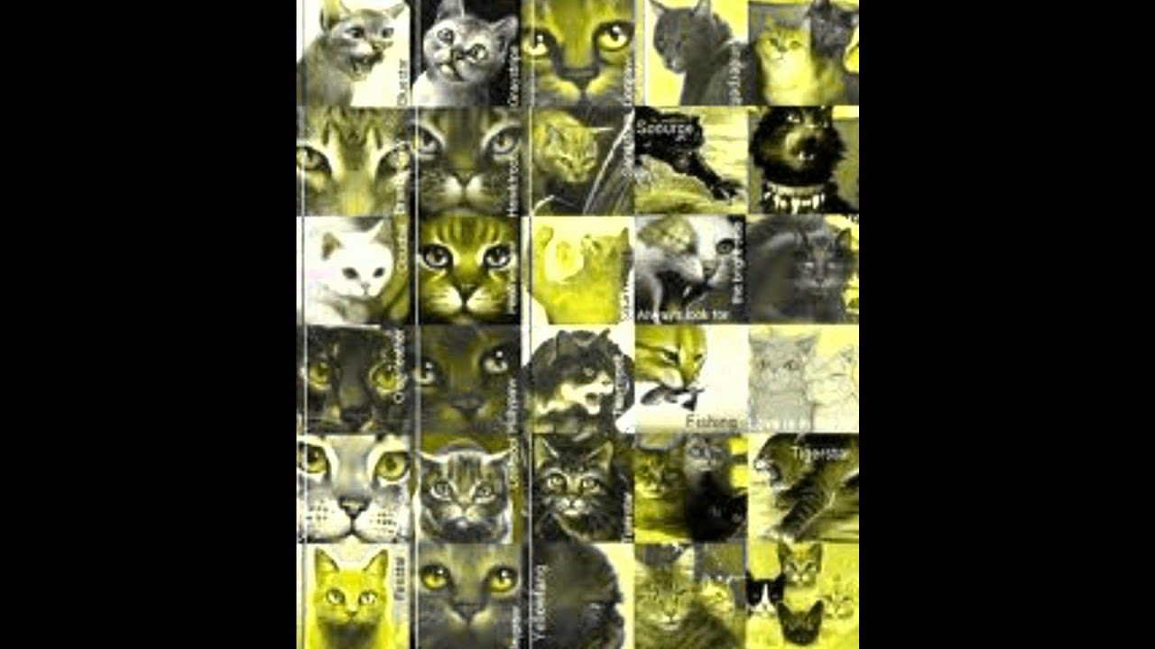 Glad you came Warrior cats