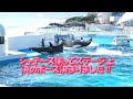 シャチーズ揃ってステージに上がり決めポーズ、決まった!!  #鴨川シーワールド#シャチ
