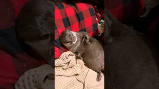 休日のおっさんなカワウソコタロー