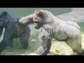 Silverback Gorilla Shows His Strength & Affection | The Shabani's Group