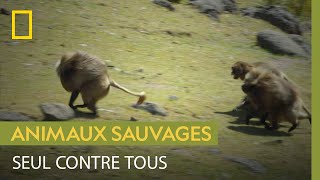 Une famille de singes géladas repousse un jeune prétendant