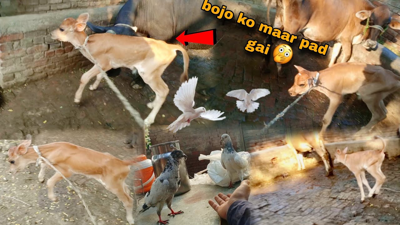 بھینس نے حملہ کر دیا بوضو پر 😱Haider Shok vlog YouTube video #viralvideo #youtube