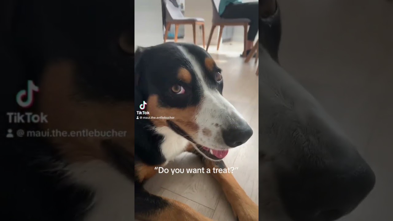 @maui.the.entlebucher  on TikTok