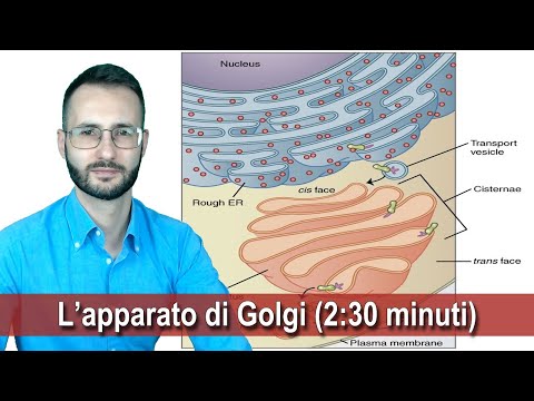 Video: Quali sono le quattro funzioni dell'apparato di Golgi?
