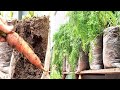 Grow carrots with plastic bags