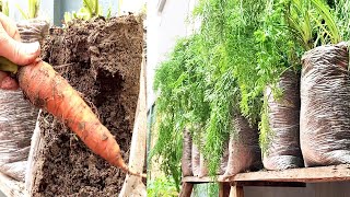 Grow carrots with plastic bags