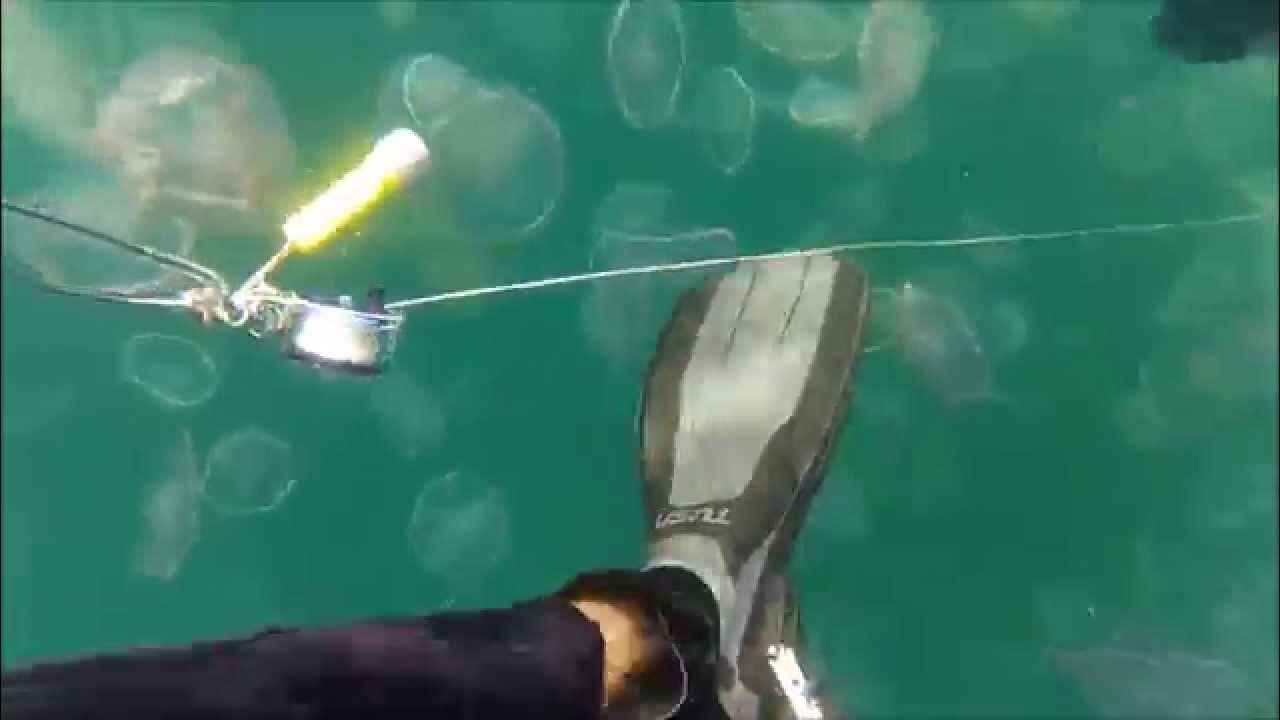 Getting Stung by Jellyfish YouTube