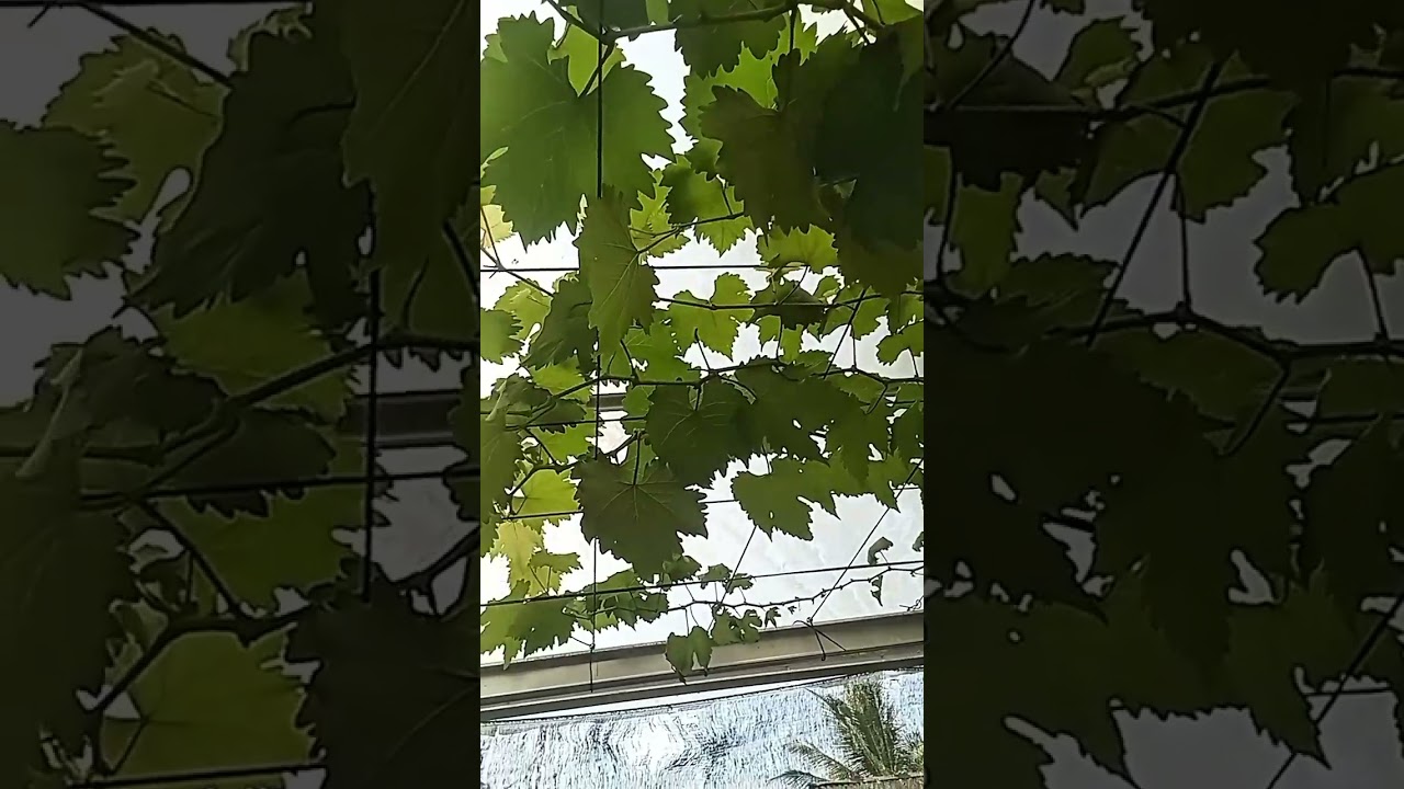 PERTUMBUHAN ANGGUR SELESAI PONDASI PRUNING !!!