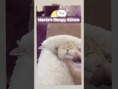    قطيطة ماريا مع النوم