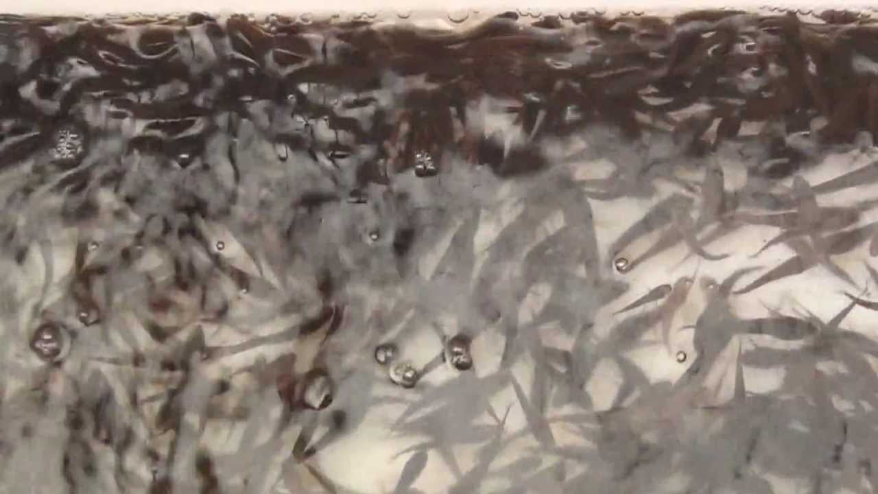 Anak Ikan Gabus / Ikan Haruan - YouTube