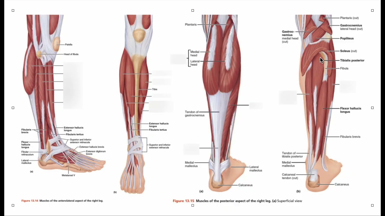 Calf and Shin Anatomy