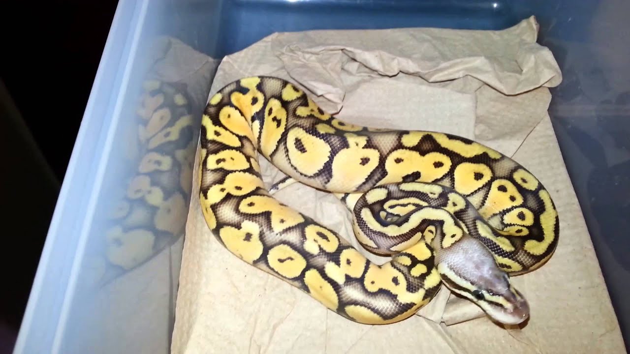 pythons for sale 2013 Hatchling Update