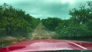 Chasing The Blooms | How We Make Orange Blossom Honey