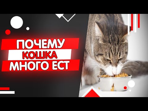 Видео: Как замедлить кошку, которая слишком быстро ест