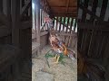 índio exótico olha esse frango coca é top demais 💥💥🐓