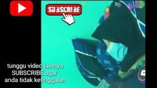 PESONA CEWEK JILBAB || SAAT DI GARAP PACAR