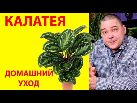 Калатея, или капризная тропиканка. Уход в домашних условиях