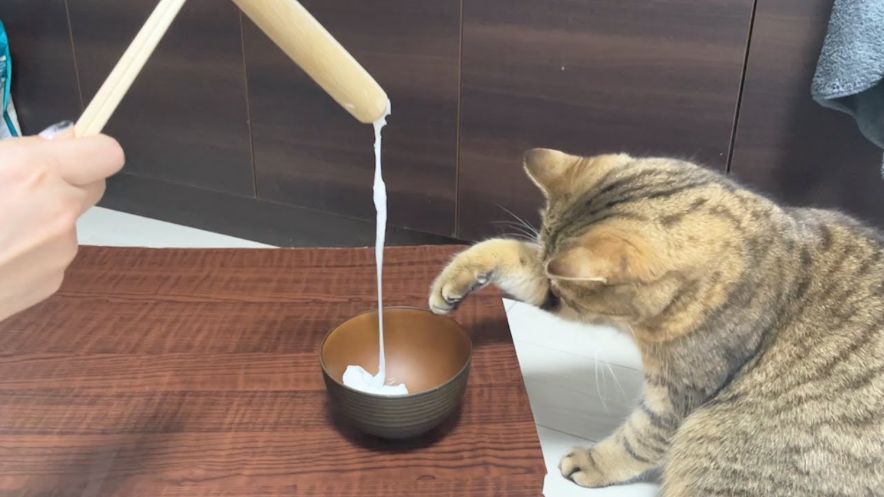 今年も猫にお餅つきさせてみたらやはり動きが職人だったww - YouTube